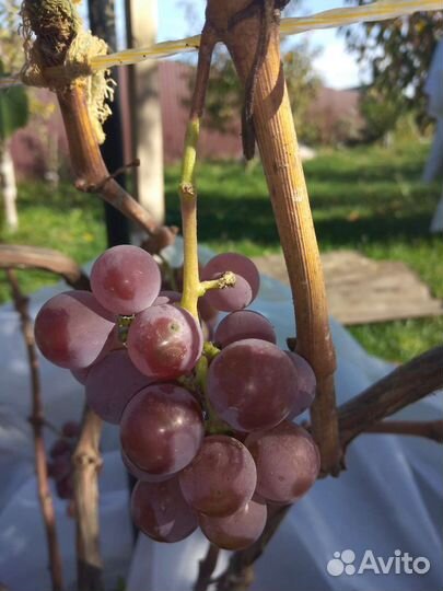 Черенки винограда Зилга, Лидия