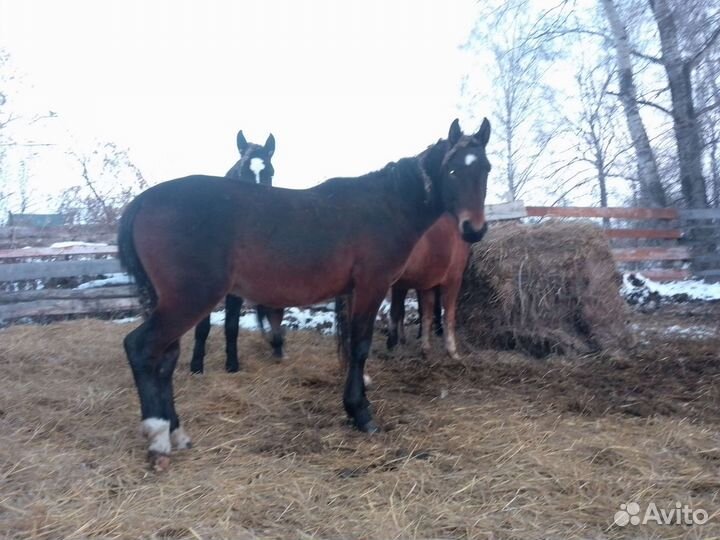 Конь лошадь