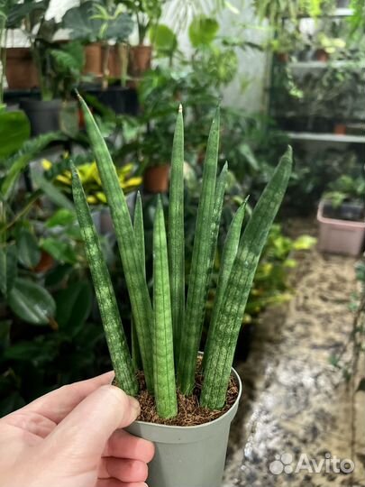 Сансевиерия цилиндрика