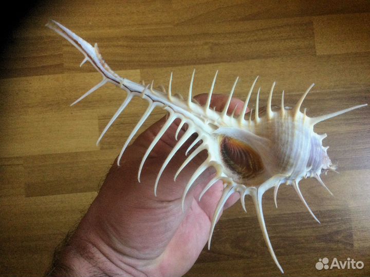 Морская раковина Murex echinodes 156,8 мм гигант