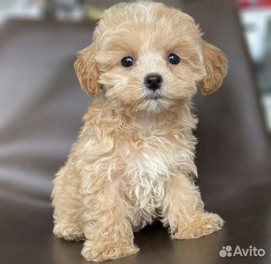 Recycler maltipoo store