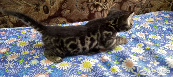 Бенгальские котята