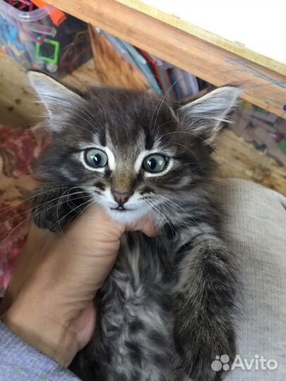 Котенок в добрые руки