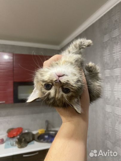 Прекрасные котята