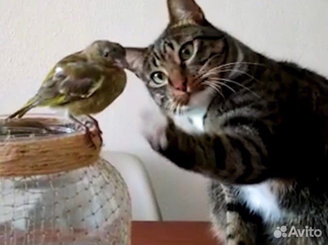 Символ года