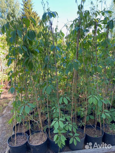 Девичий виноград 2 метра + в горшках 10 литров