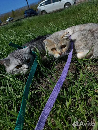 Кот и кошка