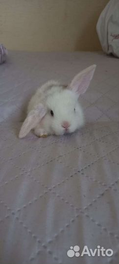 Декоративные кролики вислоухие