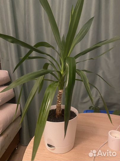 Пальма юкка