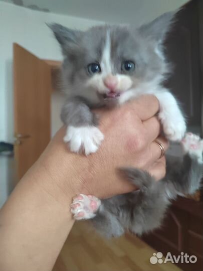 Кошки в добрые руки