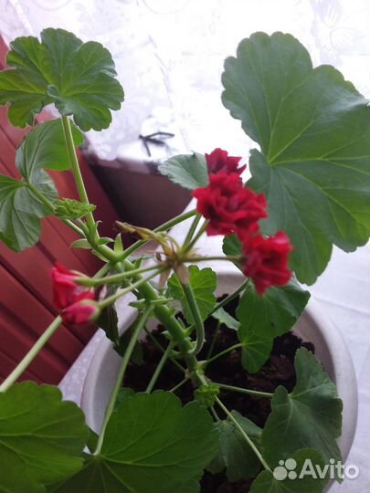 Пеларгония герань красная и белая