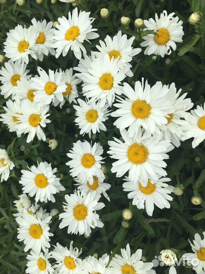 Корни ромашек