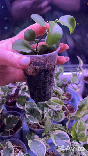 Дисхидия сингулярис