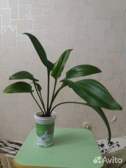 Продам Дримиопсис