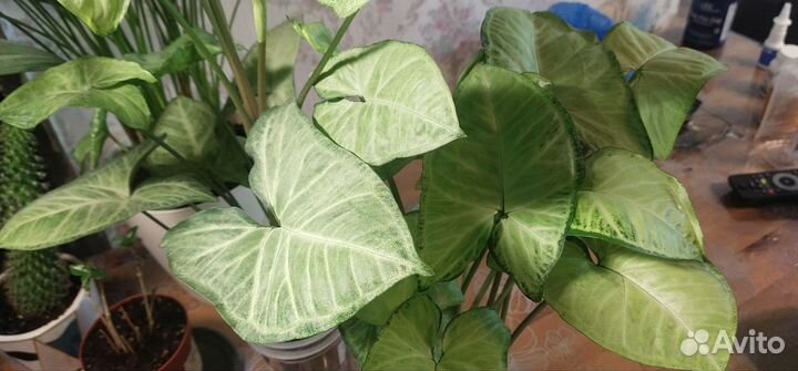 Сингониум Green Gold