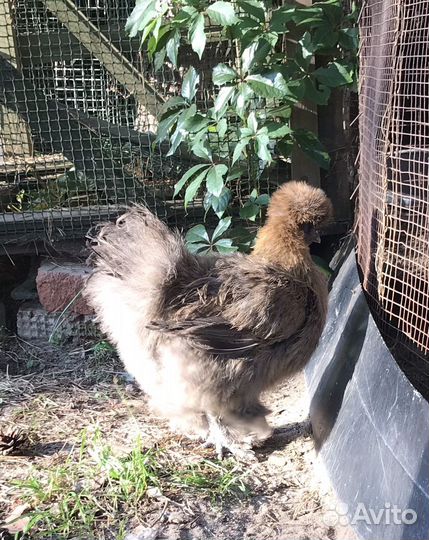 Куры китайские шелковые пуховые