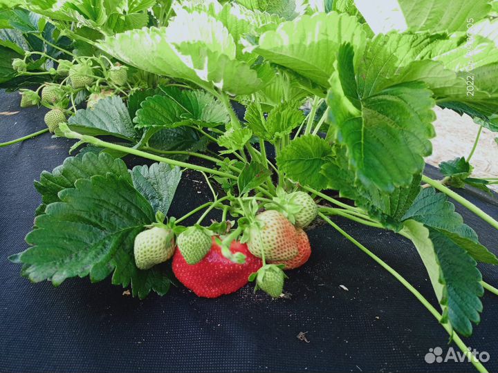 Клубника сорт Чамора Туруси