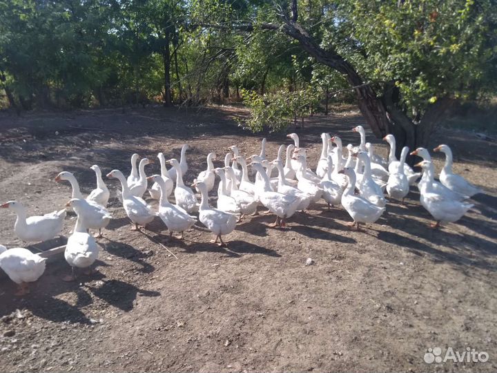 Гуси породы Линда
