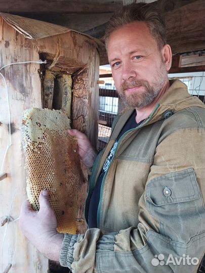 Алтайский дикий бортевой мед