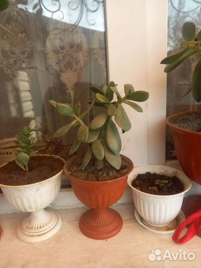 Красула толстянка