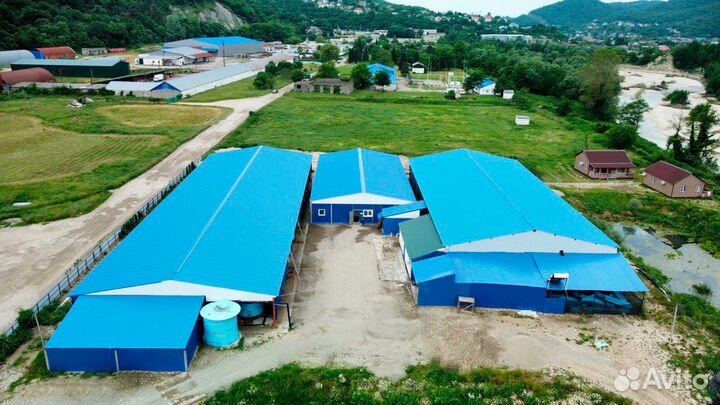 Форель для прудов