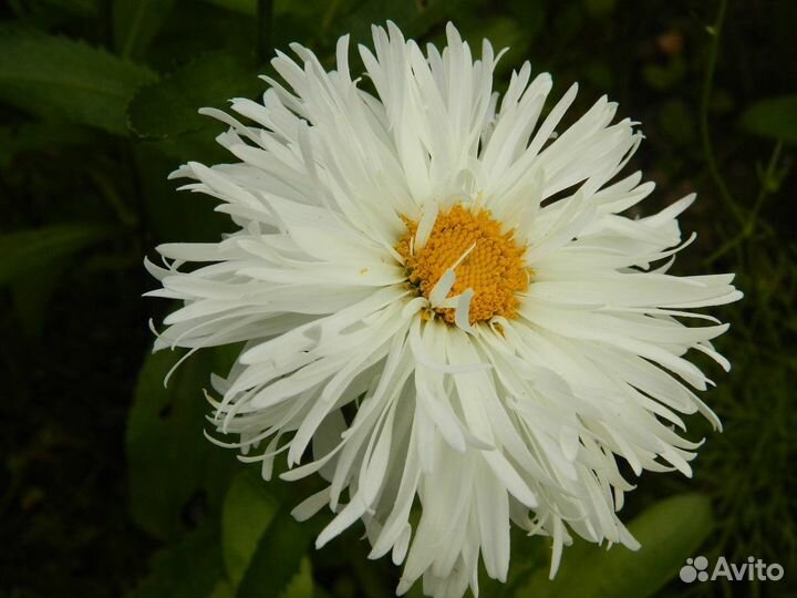 Ромашка махровая саженцы