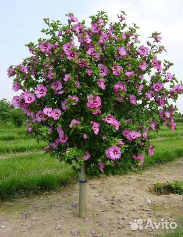 Для Вашего сада