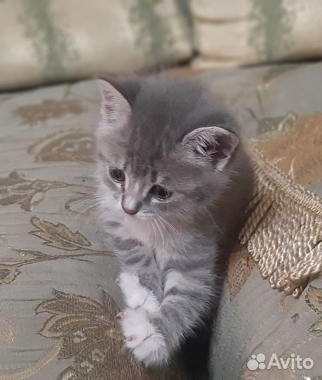 Отдам в хорошие руки котят