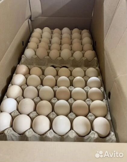 Яйцо опт