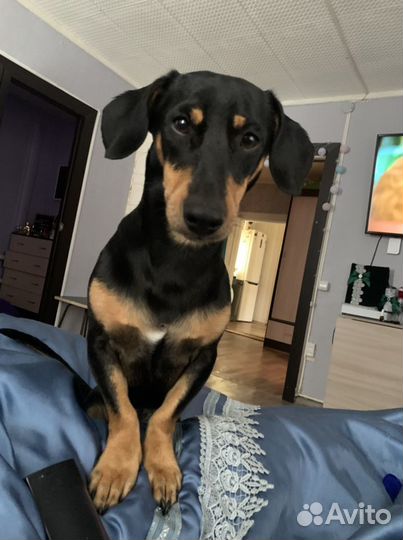 Такса Вязка