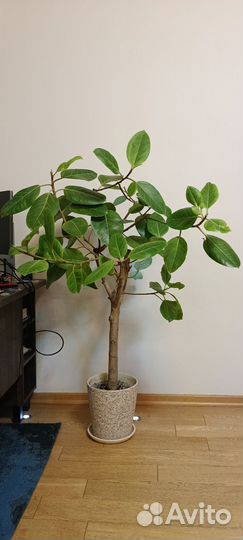 Фикус тигровый 1.5 метра