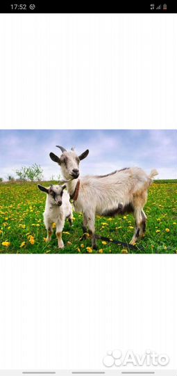 Козел и козочка