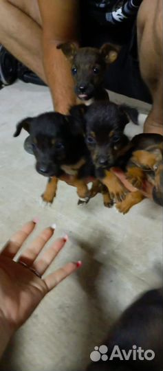 Щенки ягдтерьера