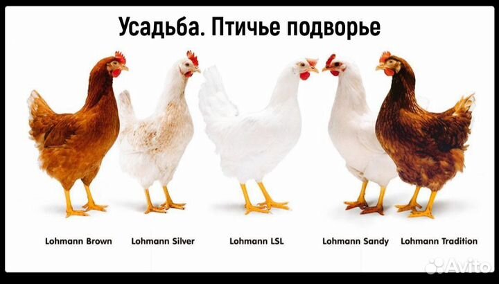 Куры несушки.Цыплята