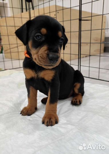 Немецкий пинчер щенки
