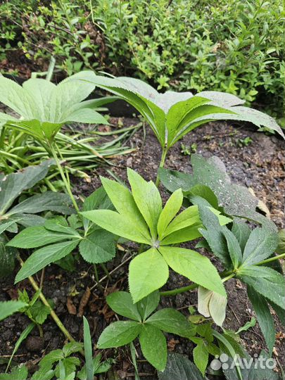 Морозник. Многолетнее раннецветущее растение