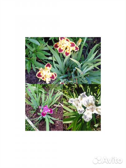 Набор из 3х сортов бордюрных ирисов