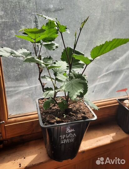 Ежевика. Ежемалина. Сорта без шипов