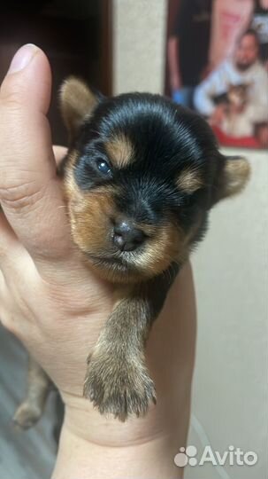 Йоркширский терьер