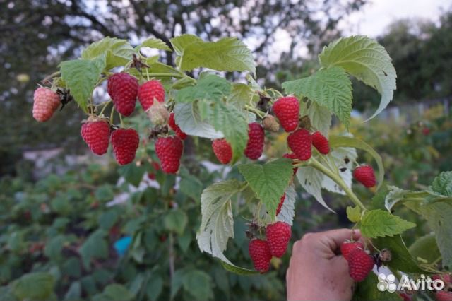Саженцы малины, ежевики, голубики, смородины