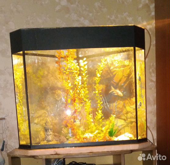 Аквариум,фильтр для аквариума, растение