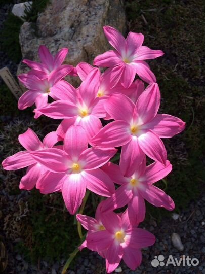 Зефирантес. Выбор сортов с доставкой