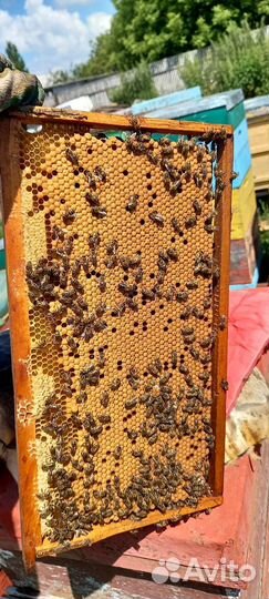 Пчелы пчелопакеты