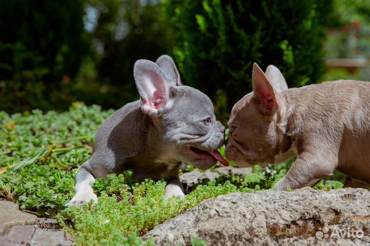 Лилак и Изабелла девочки