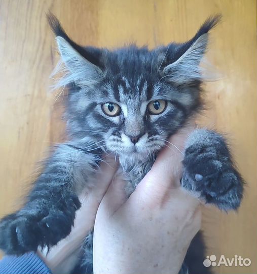 Котёнок мейн-кун
