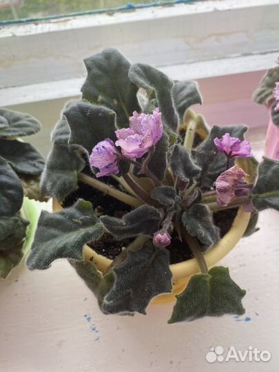 Фиалка в горшках