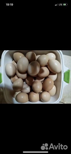 Домашние куриные яйца