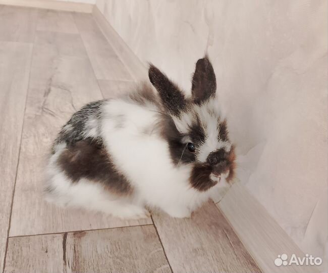 Декоративный кролик