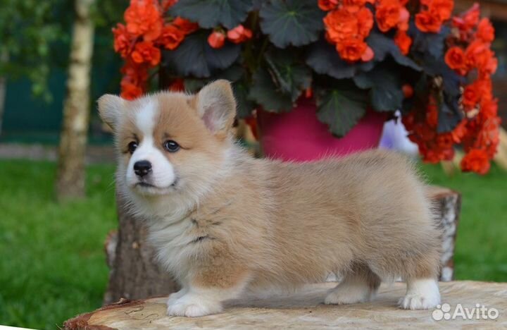 Щенки вельш корги пемброк