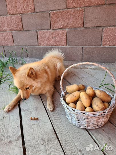 Продам картофель